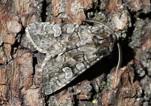 Réf. 200 590 : Pachetra sagittigera